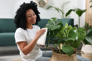 Photo of Woman wiping beautiful monstera leaves at home. Houseplant care