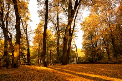 Photo of Beautiful yellowed trees and fallen leaves in park on sunny day