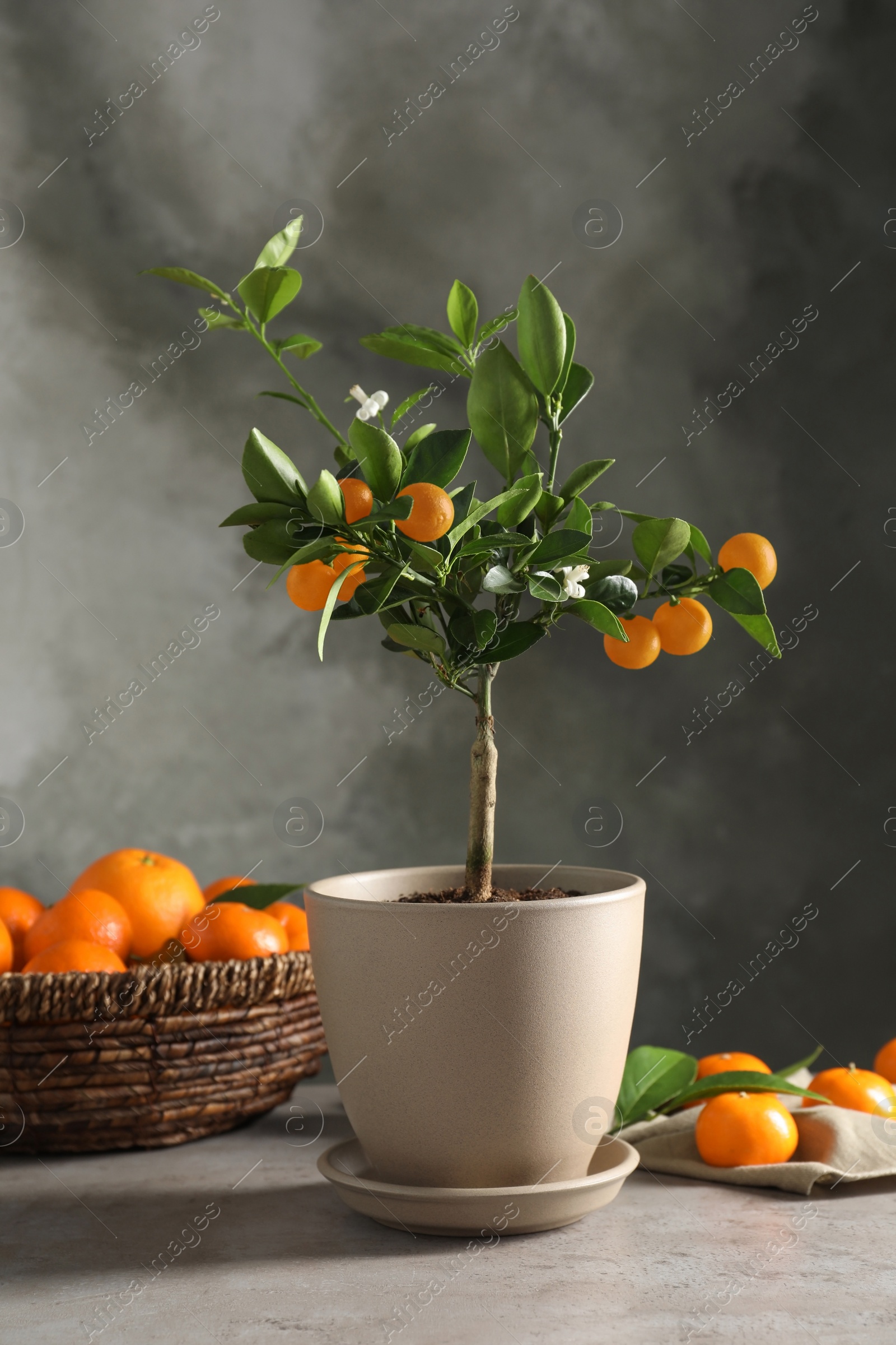Photo of Potted citrus tree and fruits on table against grey background