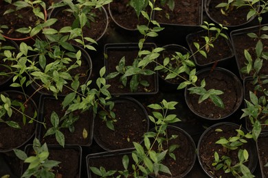Photo of Potted Malpighia glabra plants in greenhouse, top view