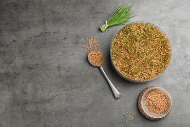 Flat lay composition with growing wheat grass on table, space for text