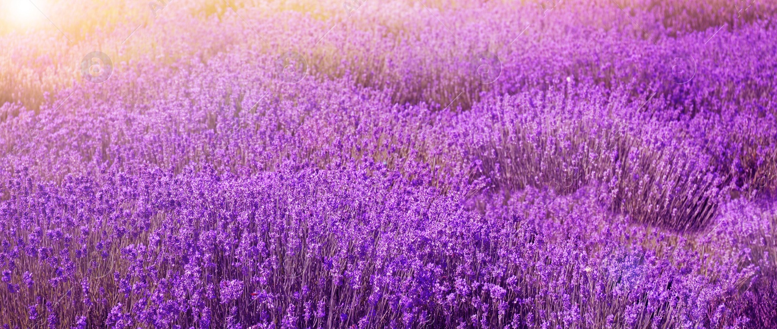 Image of Lavender field on sunny day, banner design  