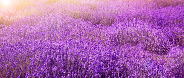 Image of Lavender field on sunny day, banner design  