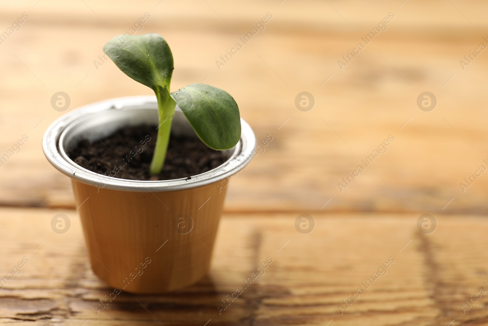 Photo of Coffee capsule with seedling on wooden table, closeup. Space for text