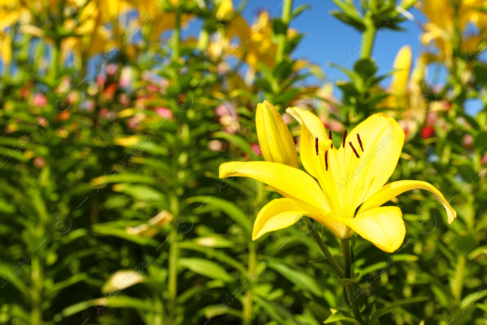 Photo of Beautiful bright yellow lily growing at flower field. Space for text