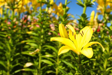 Photo of Beautiful bright yellow lily growing at flower field. Space for text