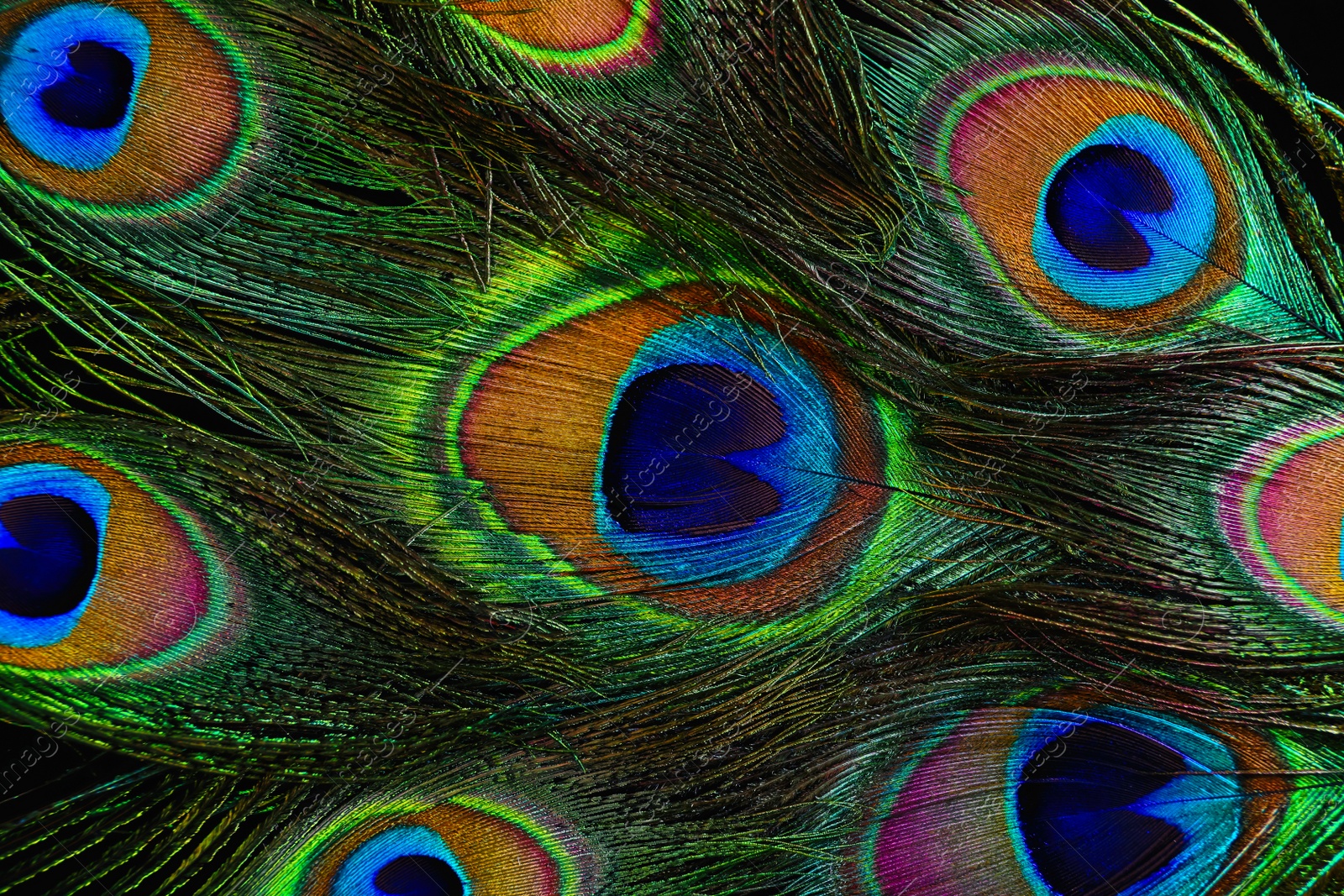 Photo of Beautiful bright peacock feathers as background, closeup