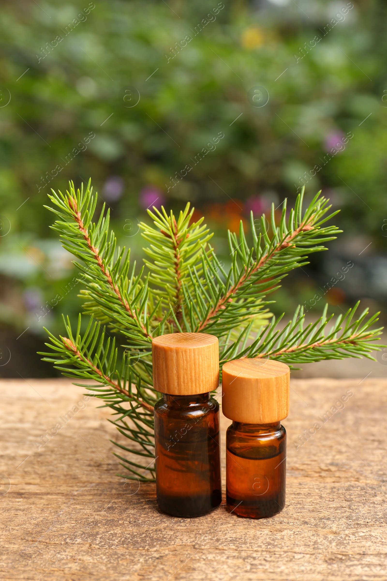 Photo of Bottles of pine essential oil and conifer tree branches on wooden table