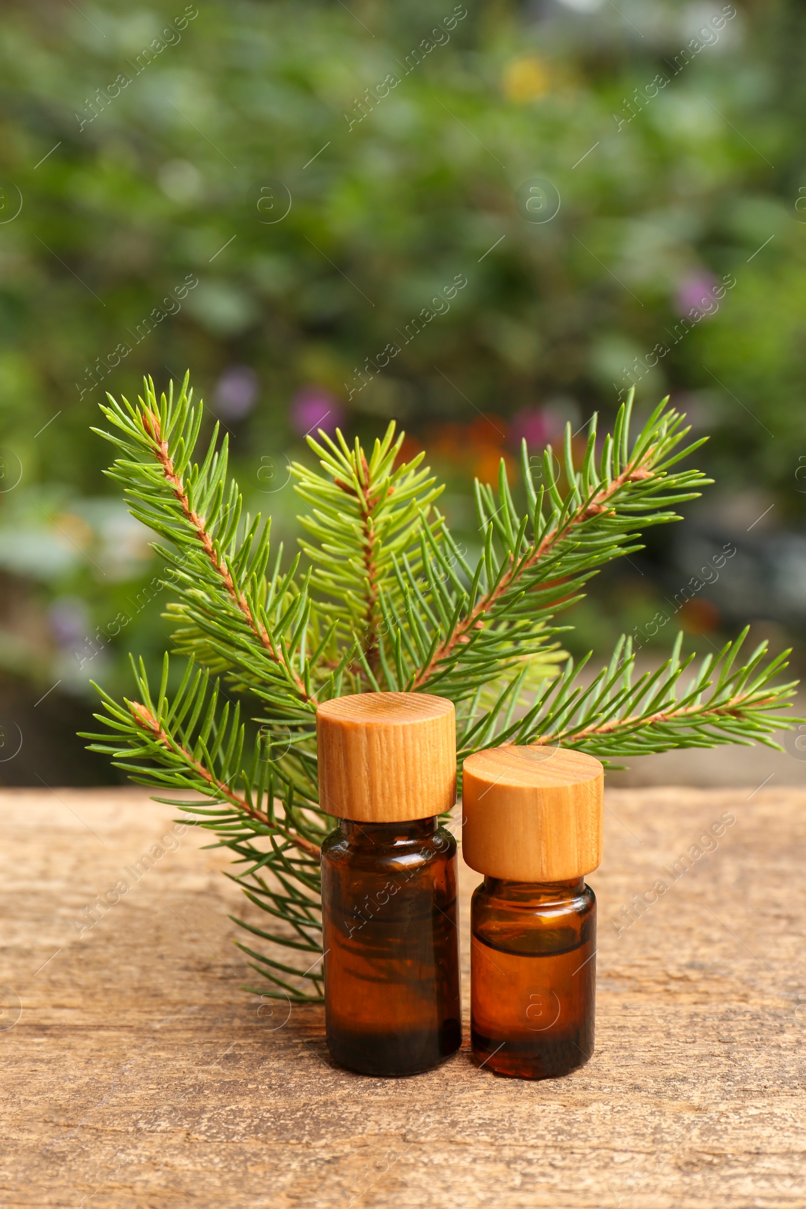 Bottles of pine essential oil and conifer tree branches on wooden table Photo of Bottles of pine essential oil and conifer tree branches on wooden table