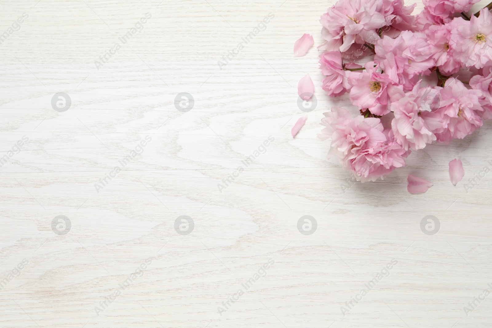 Photo of Beautiful sakura tree blossoms on white wooden table, flat lay. Space for text