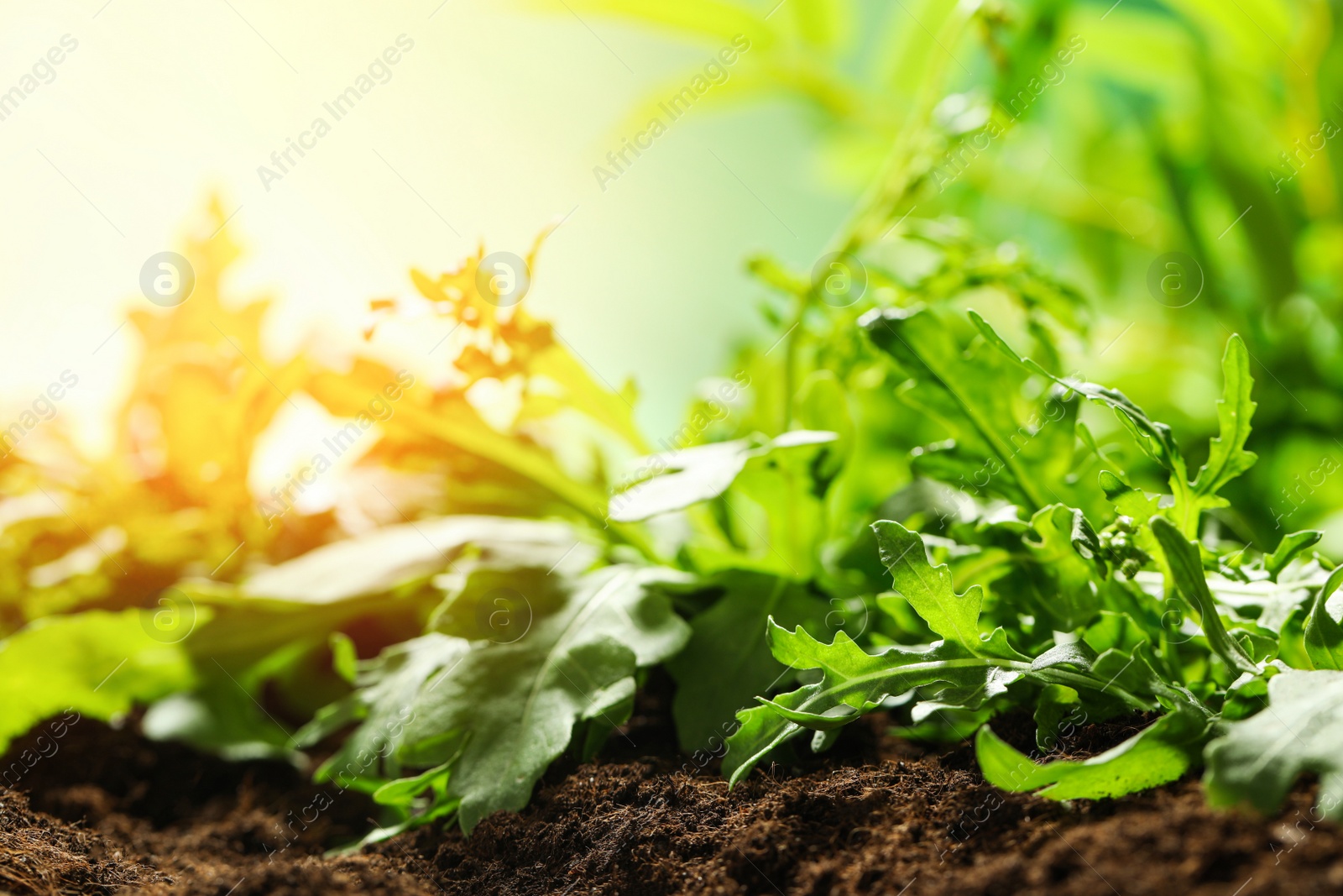 Image of Sunlit young sprouts of arugula plant in soil, closeup