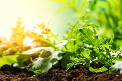 Sunlit young sprouts of arugula plant in soil, closeup