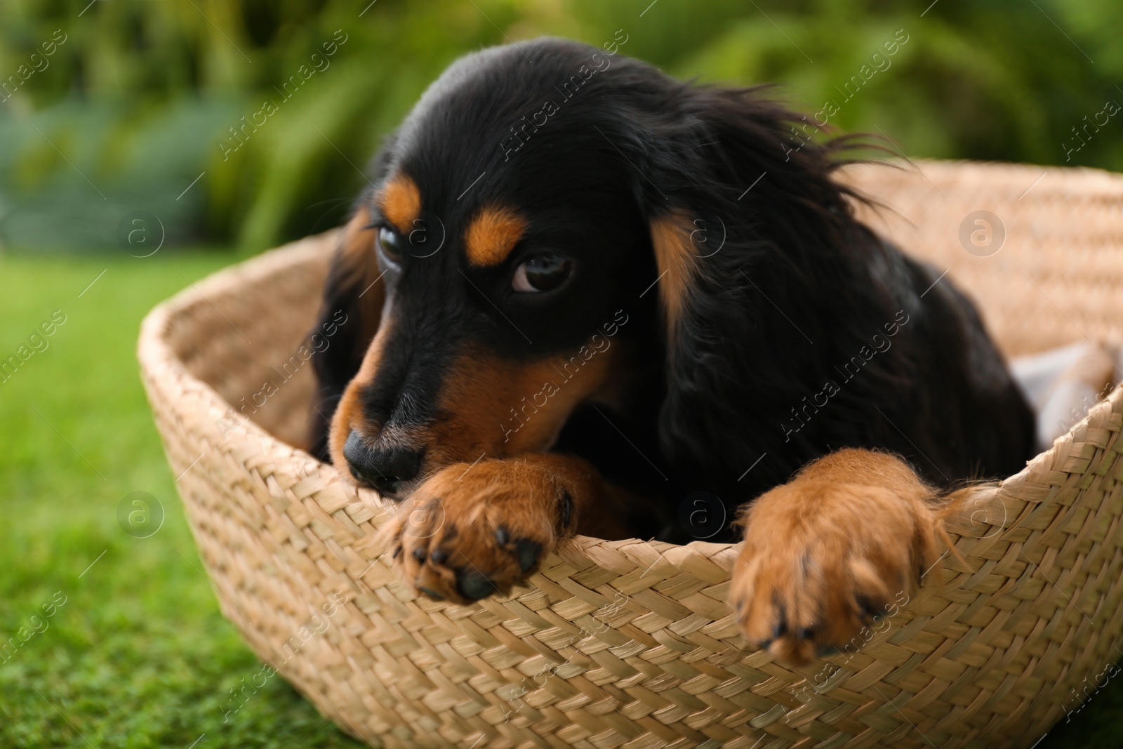 Photo of Cute dog relaxing in wicker basket outdoors, closeup. Friendly pet