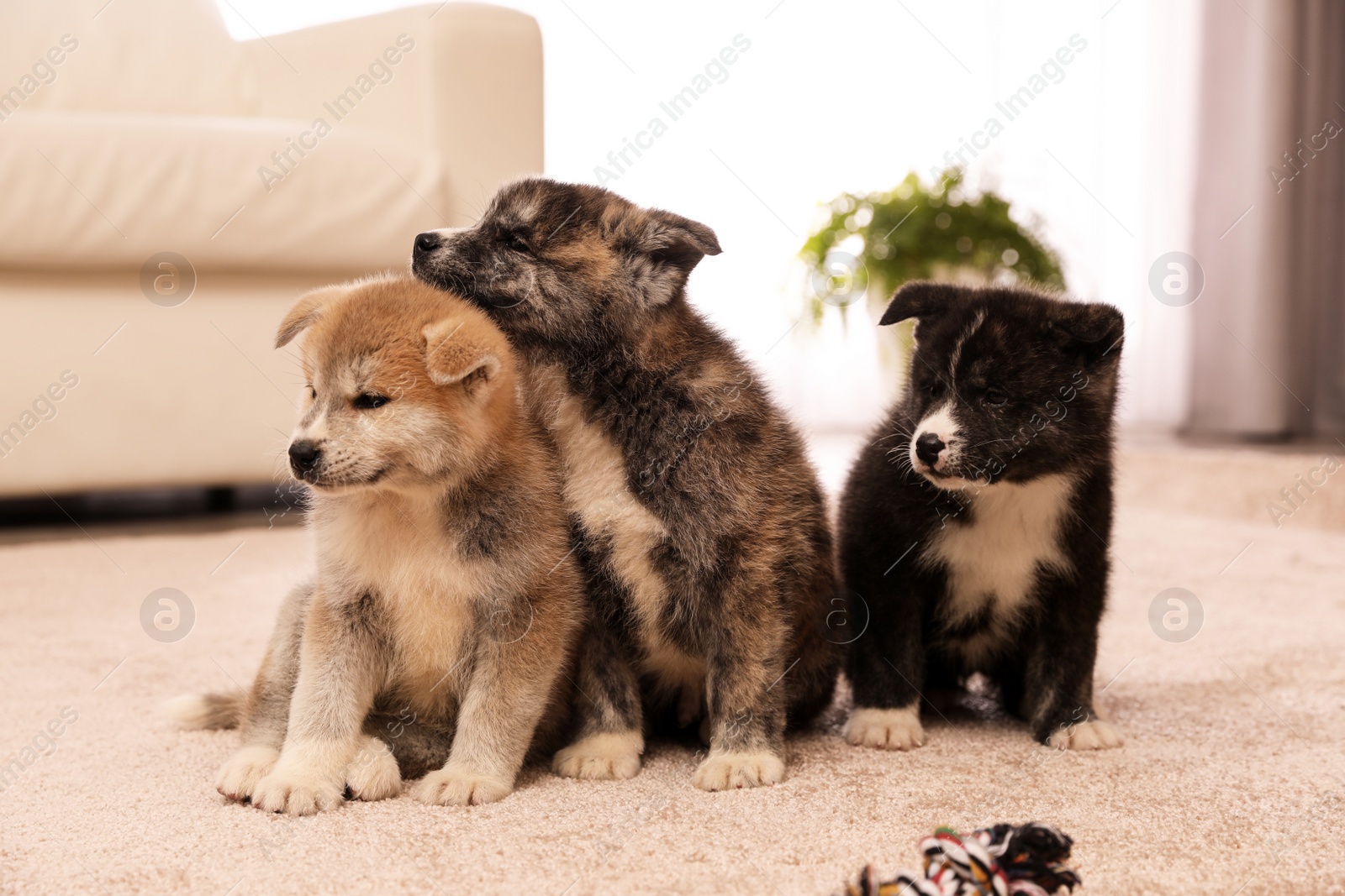 Photo of Cute Akita inu puppies indoors. Friendly dogs