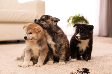 Photo of Cute Akita inu puppies indoors. Friendly dogs