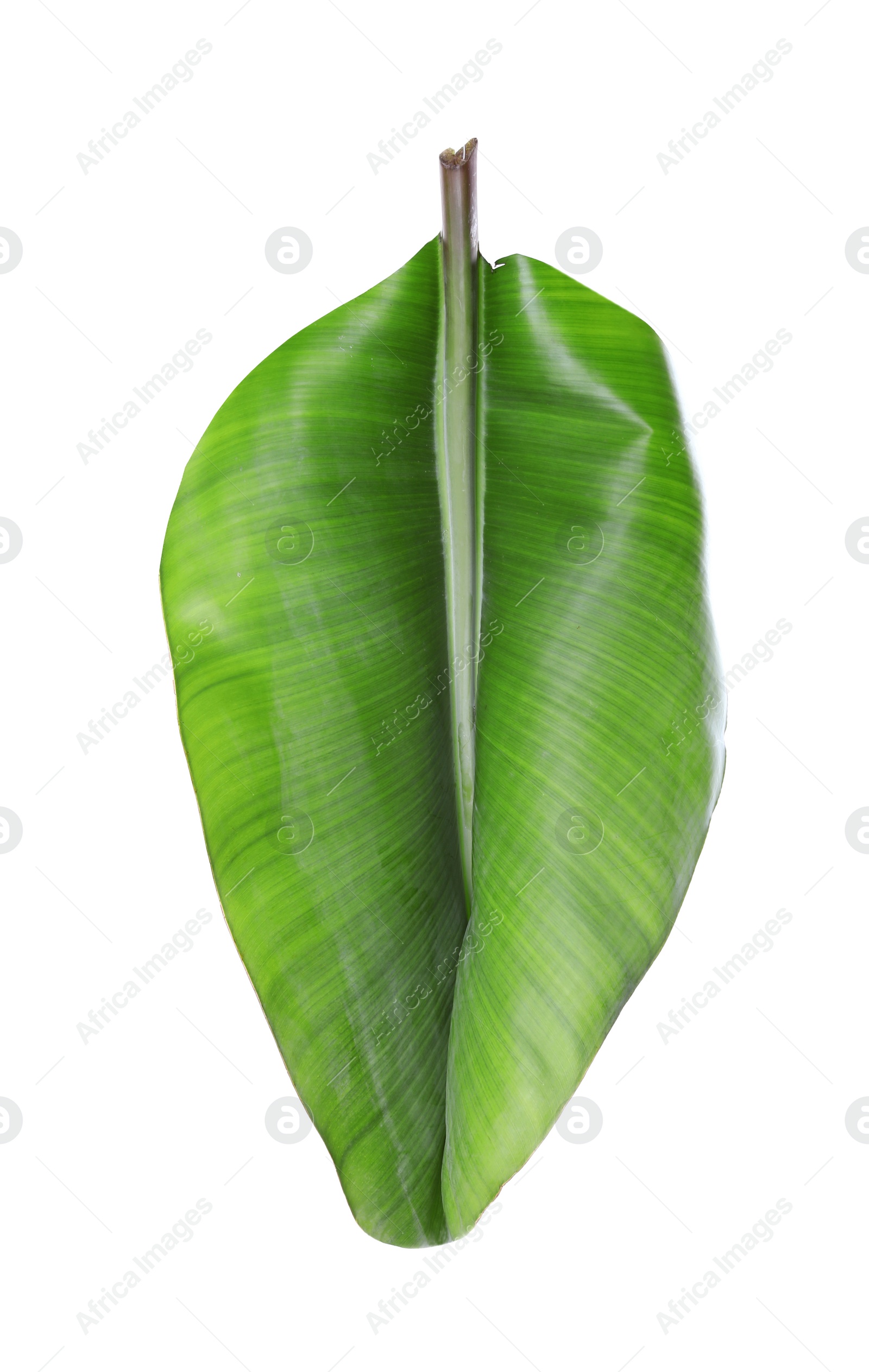 Photo of Fresh green banana leaf on white background. Tropical foliage