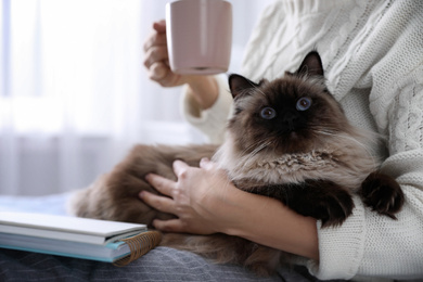 Photo of Woman with her cute Balinese cat at home, closeup. Fluffy pet