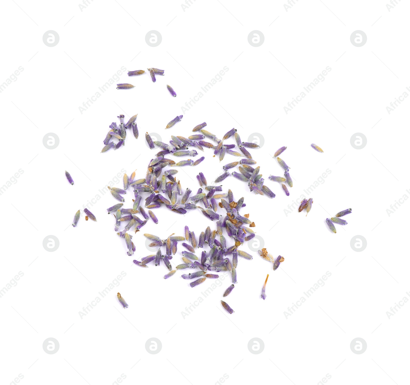 Photo of Beautiful purple lavender flowers on white background, top view