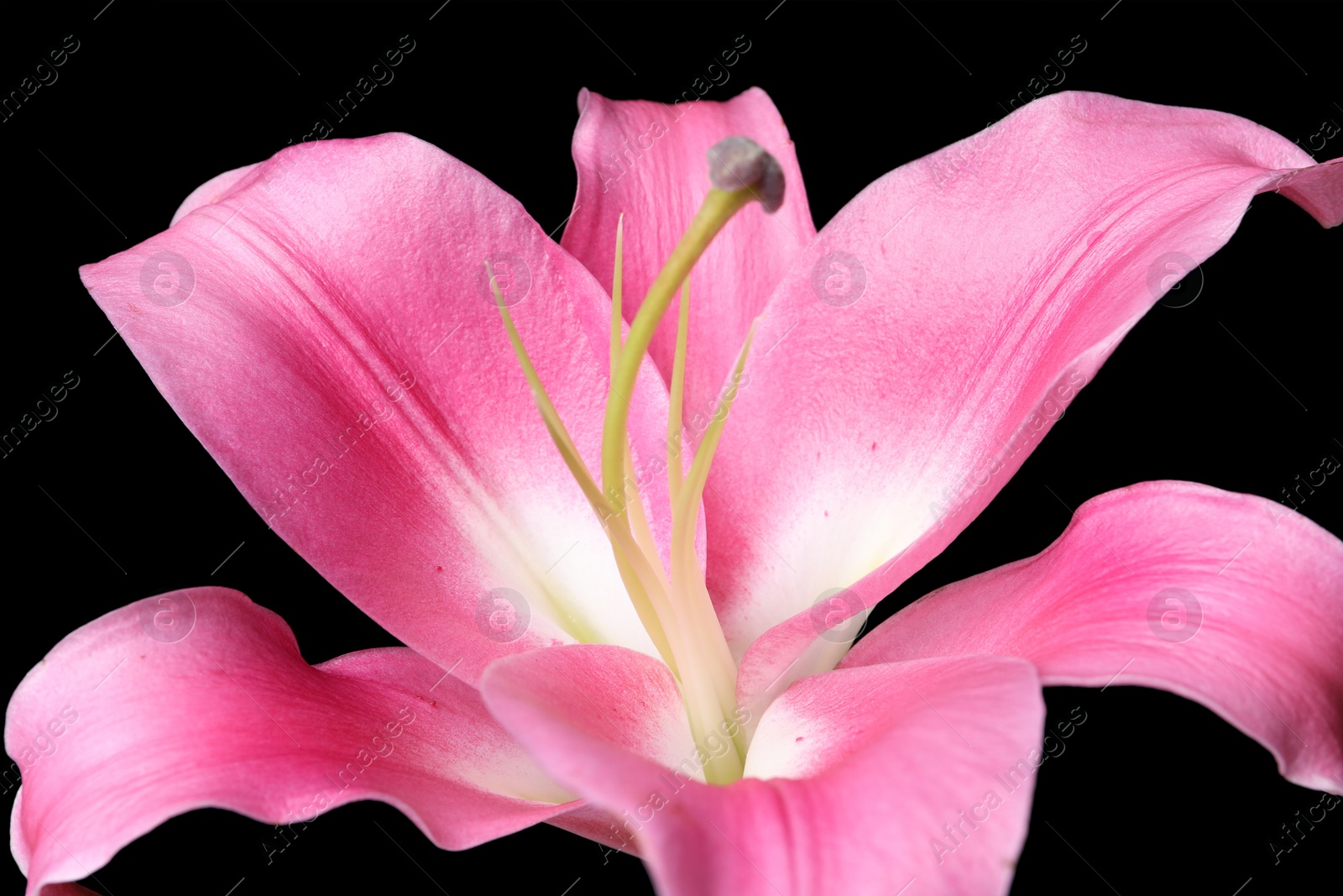 Photo of Beautiful pink lily flower on black background, closeup