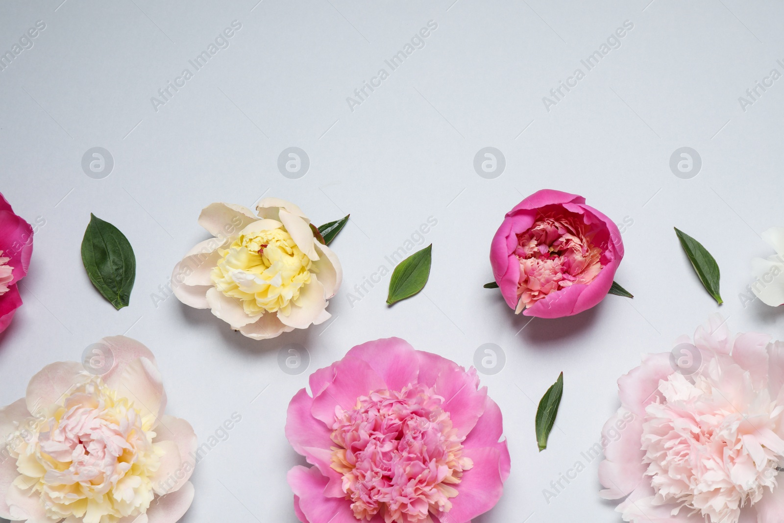 Photo of Beautiful fresh peonies and leaves on light grey background, flat lay