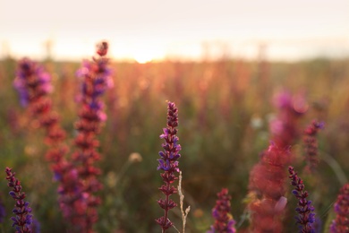 Photo of Beautiful wild flowers in field at sunrise, closeup. Early morning landscape