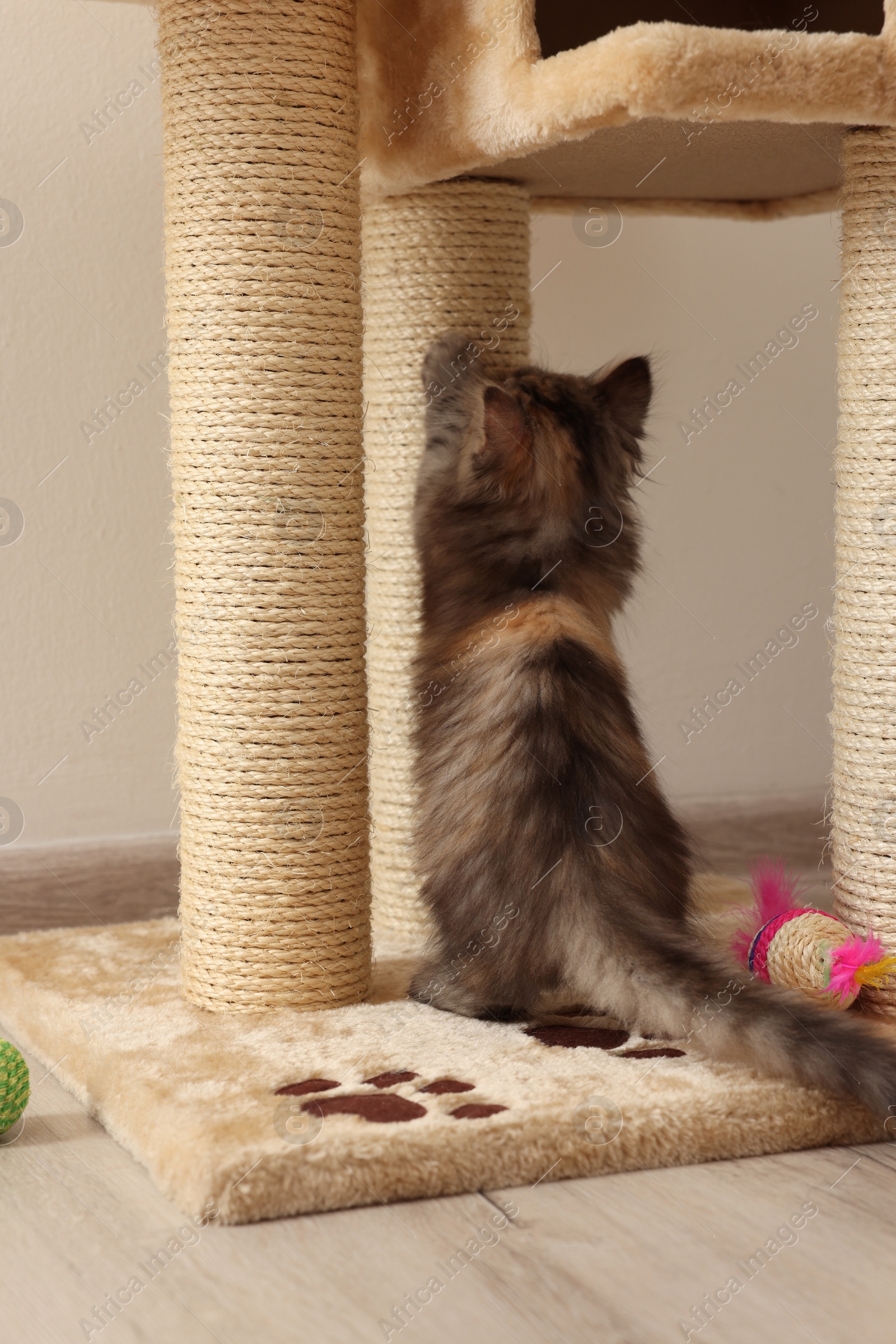 Photo of Cute fluffy kitten sharpening claws on cat tree at home