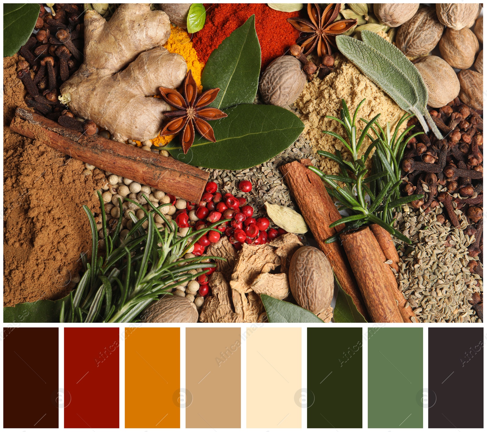 Image of Different fresh herbs with aromatic spices and color palette. Collage
