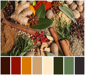 Different fresh herbs with aromatic spices and color palette. Collage
