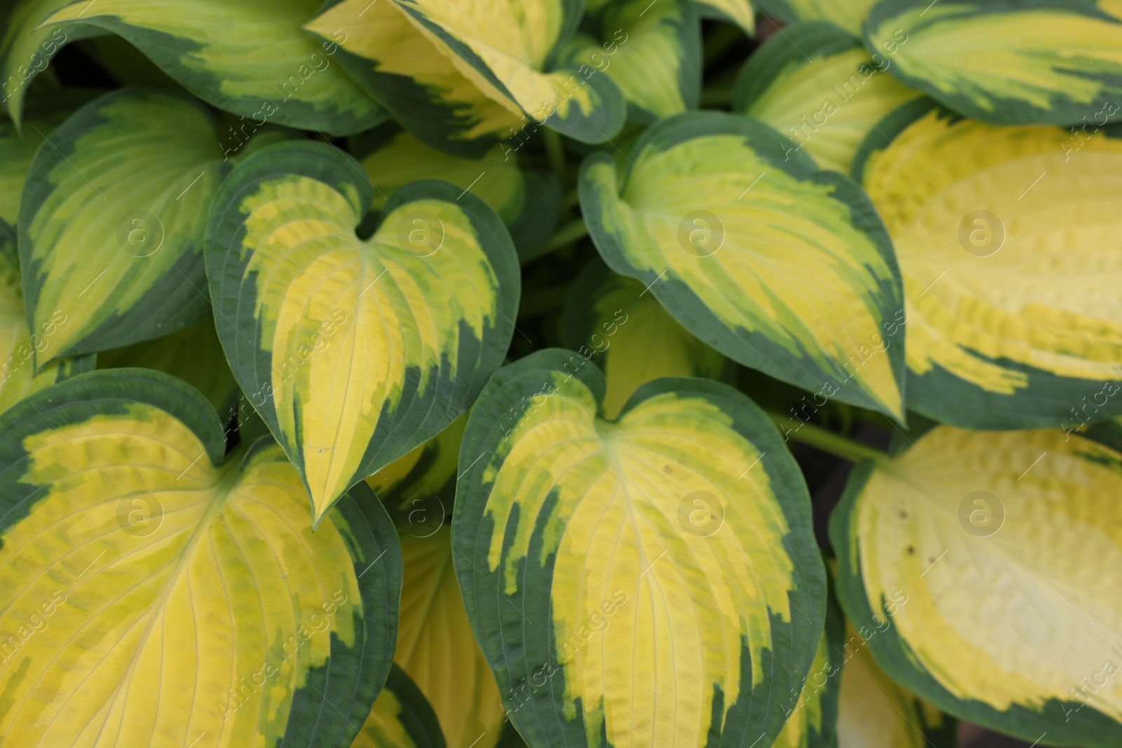 Photo of Beautiful hosta plant with colorful leaves as background, closeup