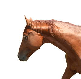 Closeup view of chestnut horse isolated on white. Beautiful pet  