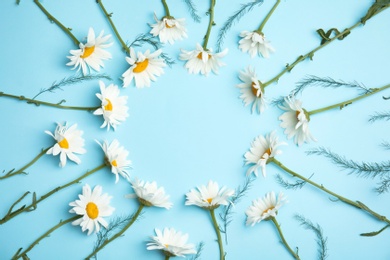 Frame made of beautiful chamomile flowers on color background