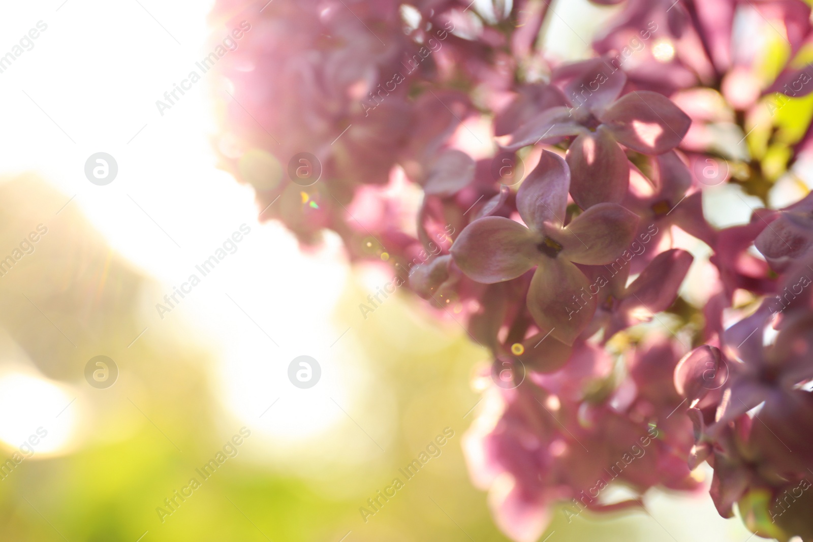 Photo of Closeup view of beautiful blooming lilac shrub outdoors