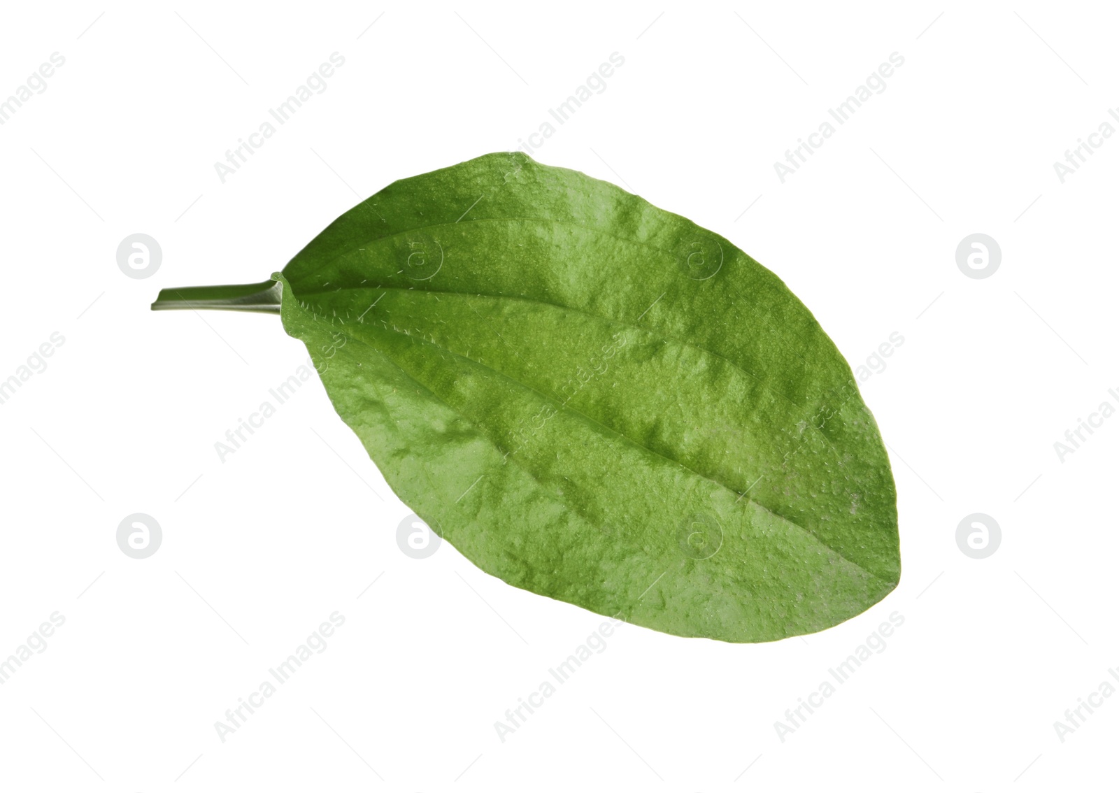 Photo of Fresh green broadleaf plantain leaf isolated on white