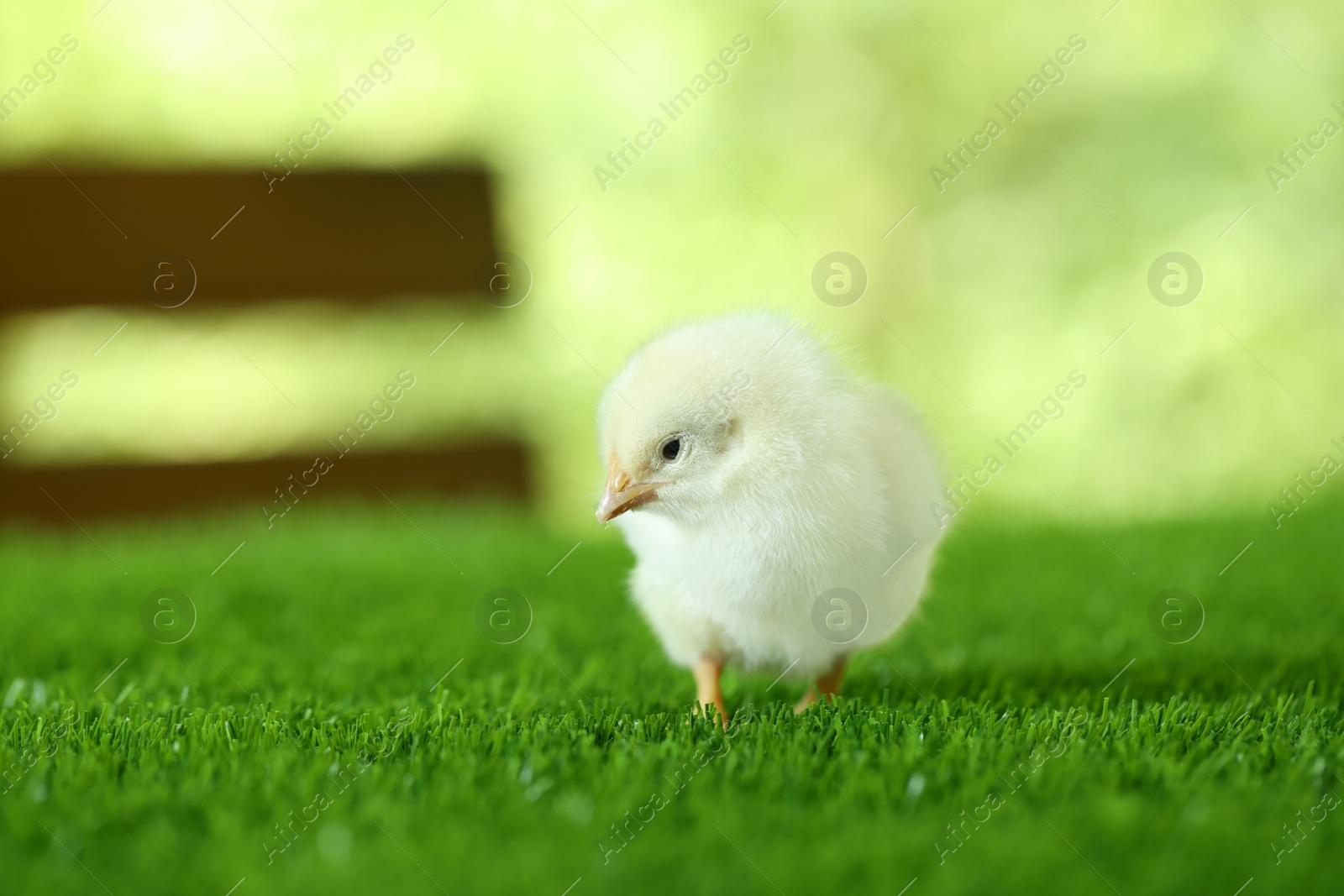 Photo of Cute chick on green artificial grass outdoors, closeup with space for text. Baby animal