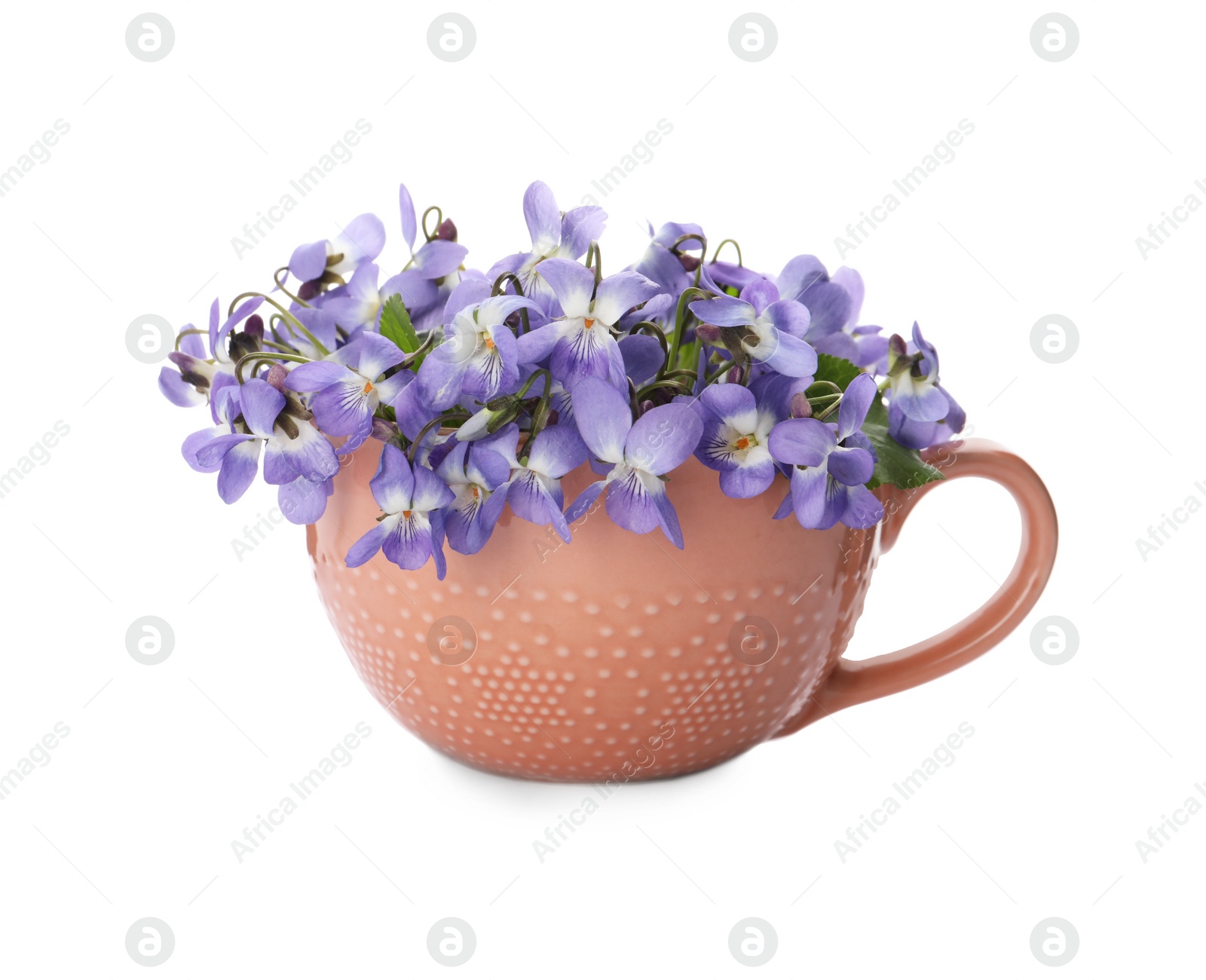 Photo of Beautiful wood violets in cup on white background. Spring flowers