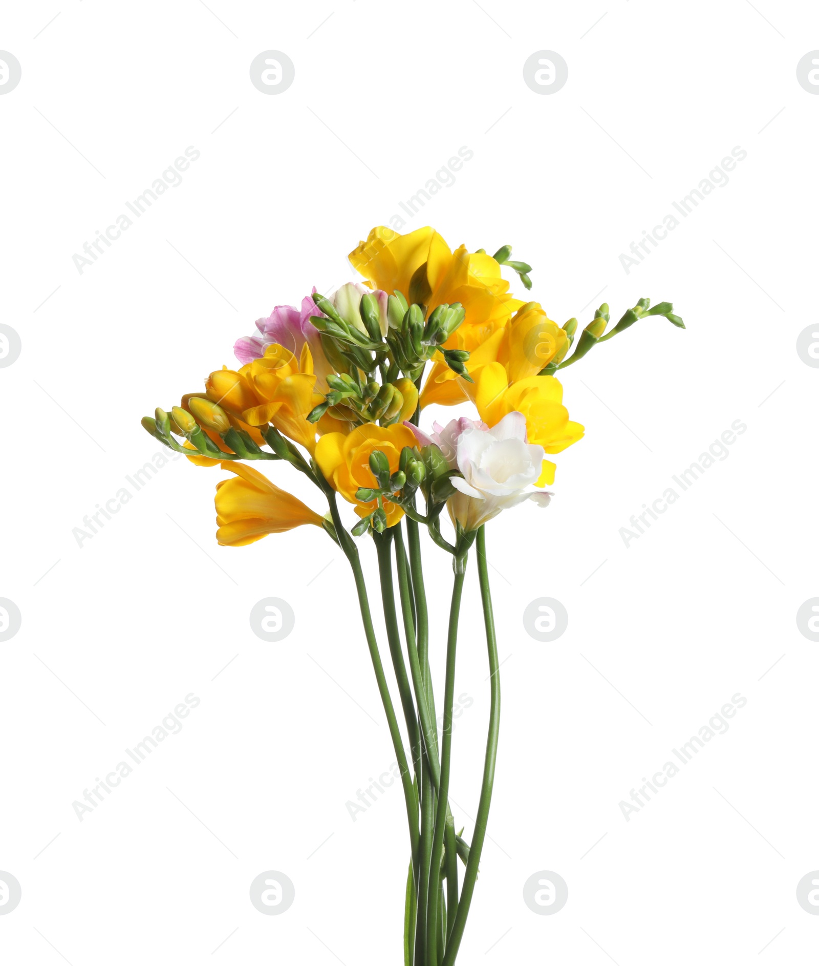 Photo of Beautiful colorful freesia flowers on white background