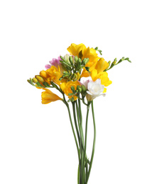 Photo of Beautiful colorful freesia flowers on white background