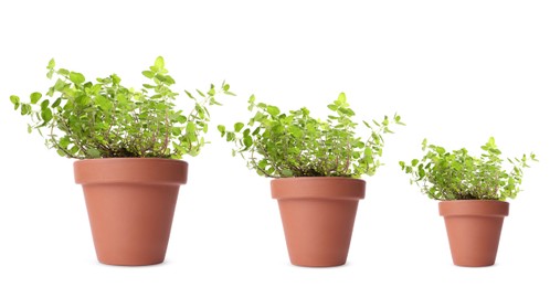 Oregano growing in pots isolated on white, different sizes