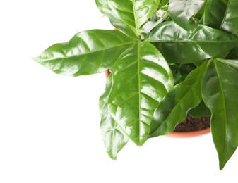 Photo of Fresh coffee green leaves on white background, top view
