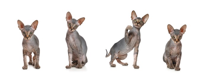 Image of Adorable Sphynx kittens on white background, collage. Banner design