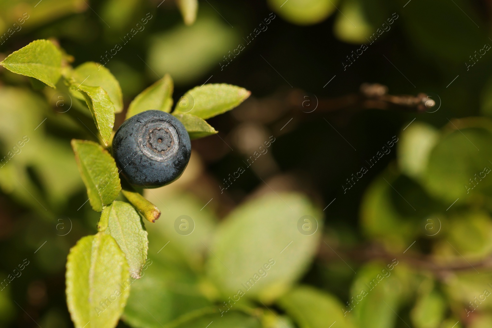 Photo of Ripe bilberry growing in forest, closeup. Space for text