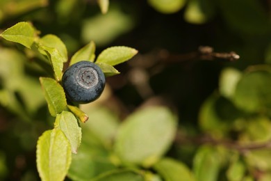 Ripe bilberry growing in forest, closeup. Space for text