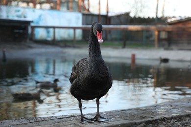 Photo of Beautiful black swan inside of aviary in zoo