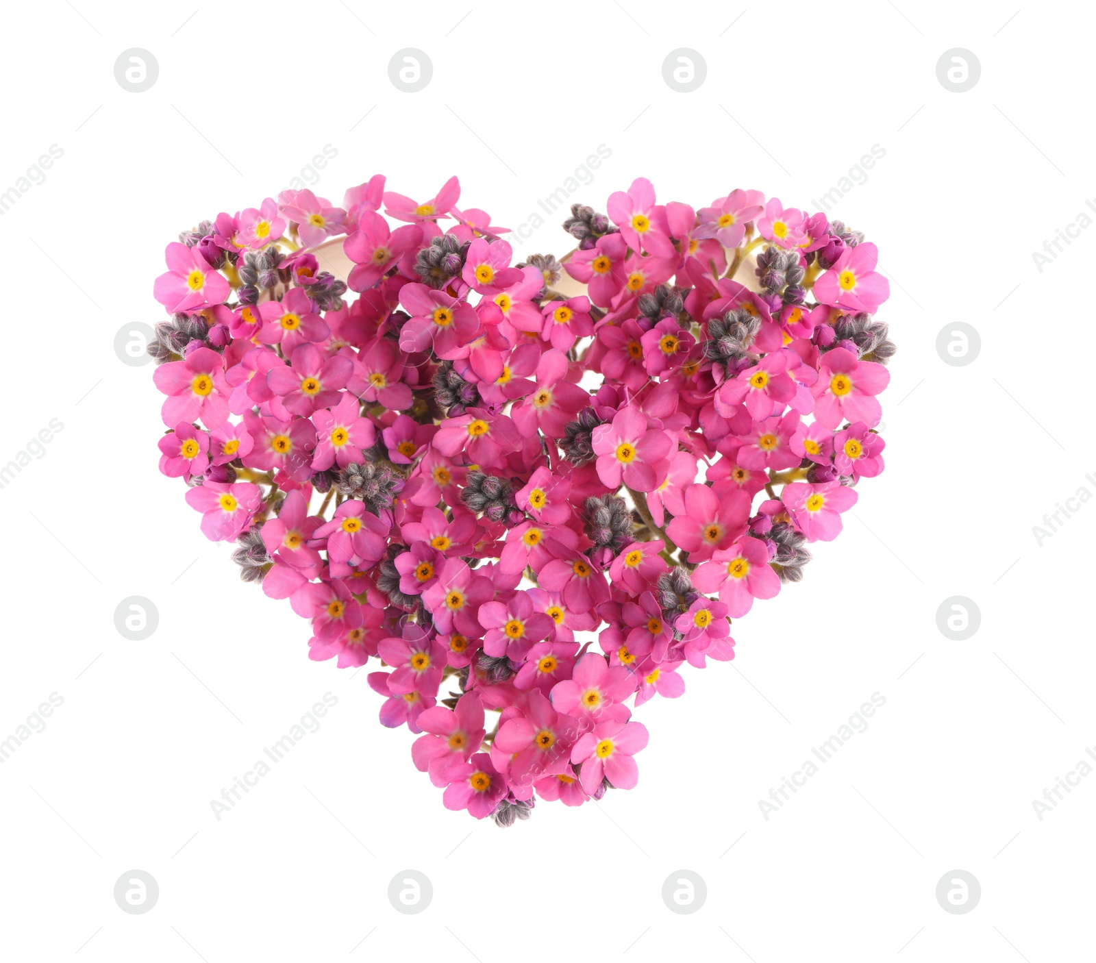 Photo of Heart made with beautiful Forget-me-not flowers isolated on white