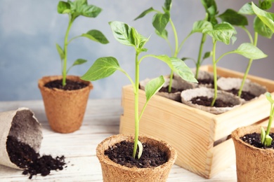 Vegetable seedlings in peat pots on wooden table against blue background