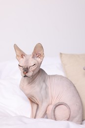 Photo of Cute Sphynx cat on bed at home. Lovely pet