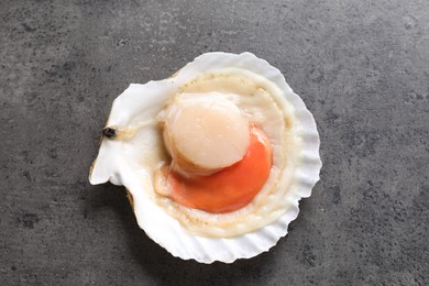 Photo of Fresh raw scallop in shell on grey table, top view