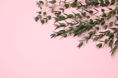 Photo of Eucalyptus branches with fresh leaves on pink background, flat lay. Space for text