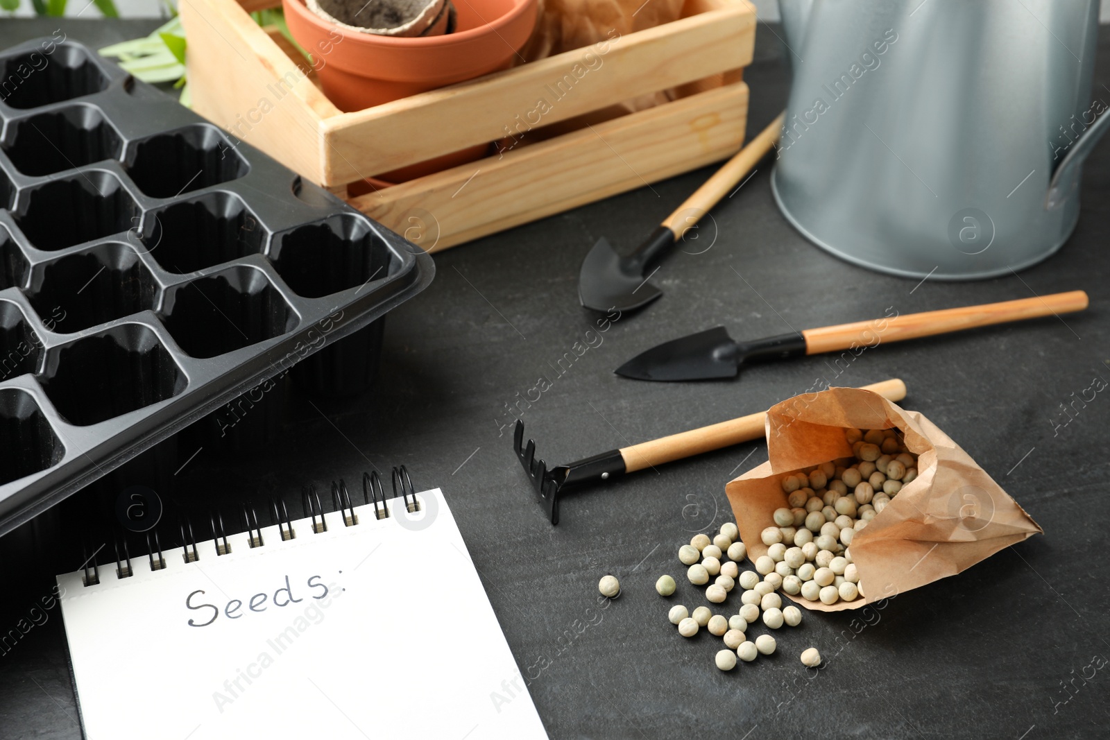 Photo of Raw dry peas, gardening tools and notebook on black table. Vegetable planting