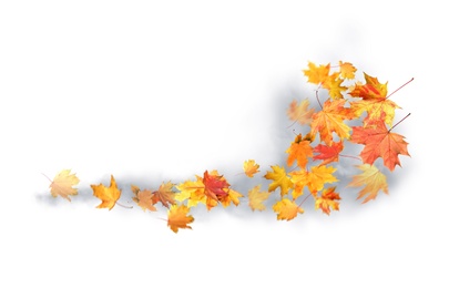 Image of Many autumn leaves moving by gust wind on white background
